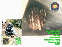 DPKP Evakuasi Sarang Lebah Madu di Dapur Rumah Warga