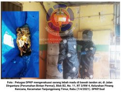 Hari Ini DPKP Amankan Tiga Hewan Liar yang Bikin Panik Warga