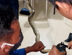Mau Sahur, Warga Lorong Nias Ini Kaget Ada Ular di Dapur
