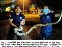 DPKP Kota Tanjungpinang Evakuasi Ular Sanca 4 Meter di KM 6
