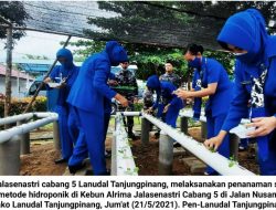Jaga Ketahanan Pangan, Jalasenastri Cabang 5 Lanudal Tanjungpinang Tanam Sawi Pakcoy