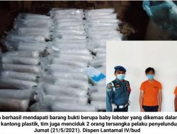 Lanal Batam Gagalkan Penyelundupan Baby Lobster dengan Modus Baru ke Negeri Singa