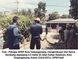Ular Sanca Kembang di Dalam Parit Gegerkan Warga
