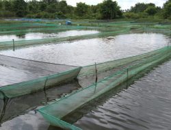 Kolam BBI Disewakan, RLH Pertanyakan Pengadaan Bibit Ikan dan Dana Operasional