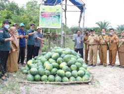 Program PDRP/PK : Dinas Ketahanan Pangan Propinsi Jambi Hadiri Panen Semangka, Timun dan Kacang