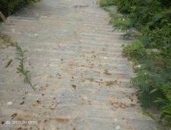 Diduga Jalan Rabat Beton Desa Manis Mato Di kerjakan Asal- Asalan