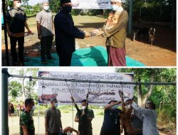 Idul Adha 1442 H : Lanudal Tanjungpinang Kurban 2 Ekor Sapi dan 5 Kambing