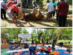 Idul Adha 1442 H : Danlanudal Tanjungpinang Serahkan Hewan Qurban