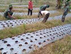 Anggota Satgas TMMD Kunjungi Kebun Penyemaian Bibit Jagung
