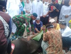 Babinsa Pencadu Gelar Pemotongan Hewan Kurban Bersama Warga