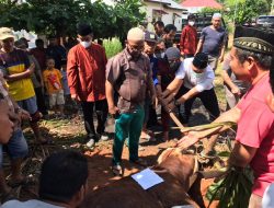 Polres Merangin Beserta Jajaran Polsek Menyerahkan 29 Ekor Hewan Korban di Hari Raya Idul Adha