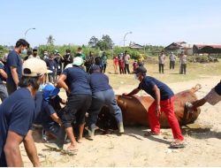Polda Sumut Qurban 43 Ekor Sapi