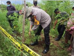 Ladang Ganja di Desa Galingging