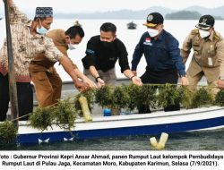 Gubernur Kepri Panen Rumput Laut di Pulau Jaga-Karimun