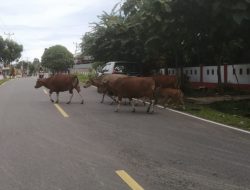 Pelanggaran Hewan Ternak Yang Berkeliaran Akan Diberikan Sanksi
