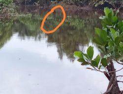 Muncul Nya Buaya Beberapa Hari ini Balai Konservasi Sumber Daya Alam Angkat Bicara:Bila Perlu Kita Tangkap