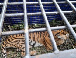 Harimau Yang Meresahkan Warga Dusun Baru Air Batu Akhirnya Dapat Di Evakuasi