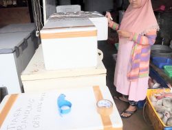 Indramayu Pemasok Baby Crab Berkualitas, Pecinta Seafood Wajib Coba