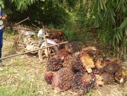 Tanjabtim Belum Aman Dari Pemaling Buah Sawit Yang Masih Di Pokoknya
