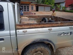 Terciduk!! Cukong Peti Kuamang Kuning Sudah Merapat Ke Merangin