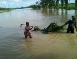 Selain Mahalnya Pupuk, Sebagian Besar Lahan Pertanian Terendam Banjir di Serdang Bedagai