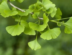 5 Manfaat Ginkgo Biloba