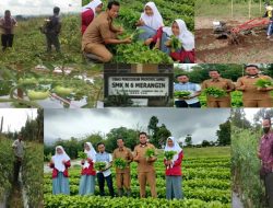 Suksesnya Anak Didik SMK N 6 Merangin Menanam Sayuran Sawi Pokcoy Dan Tomat