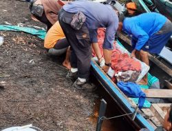 Satu Orang Pekerja Diduga Tewas Diterkam Harimau