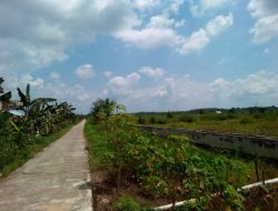 Ratusan Hektar Lahan Pertanian Terbengkalai, Tanggung Jawab Siapa?
