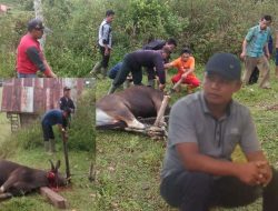 Tradisi Menyambut Lebaran Warga Melayu Kampung Bukit Barisan Muara Madras;Potong Kerbau Putih