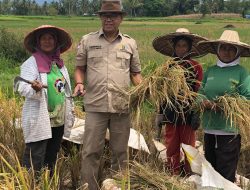 Masih Suasana Lebaran, H.Nurkhalis Dt.Bijo dirajo Panen Raya Padi Organik di Batu Balang