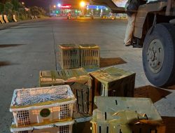 Satwa liar di Gagalkan Oleh KSKP Bakauheni, Yang Akan Diselundupkan Ke Jakarta