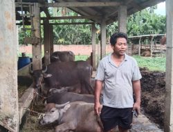 Mengintip Ketersediaan Hewan Ternak Dalam Rangka Menyambut Hari Raya Qurban