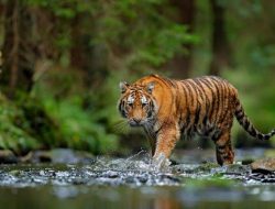 Harimau Terkam Anjing Warga Di Solok, BKSDA Himbau Masyarakat Tingkatkan Kewaspadaan