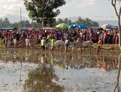 Serap Aspirasi Bernilai Budaya, Dt Bijo Dirajo Buka Gelaran Festival Budaya Pacu Jawi Payakumbuh