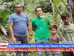 BLD Musangking RKN Sebar dan Tanam di Nagari Koto Tangah