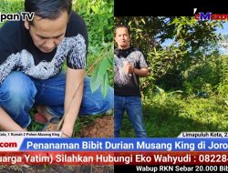 Eko Wahyudi Kembali Tanam dan Sebar BLD Musangking RKN, Kali Ini di Jorong Gurun