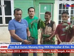 Eko Wahyudi dan H.Margespi Sebar dan Tanam BLD Musangking RKN di Jorong Paninjauan