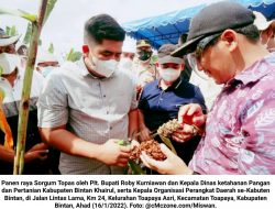 Sorgum Makanan Alternatif Pengganti Beras Ada di Bintan