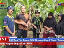 Tim BLD Musangking RKN Tanam bibit di Jorong Kuranji Nagari Guguak VIII Koto