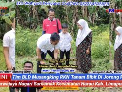 Tim BLD Musangking RKN Tanam Bibit di Jorong Purwajaya, Sarilamak