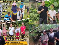 Dua Orang Bacaleg Nasdem Sebar dan Tanam BLD Musangking di Dua Kecamatan