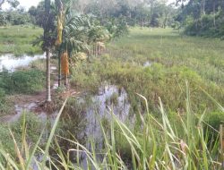 Lahan Pertanian Poktan Sumber Makmur Parit Culum 2 Terendam Banjir, Pemda Tanjab Timur Kemana?