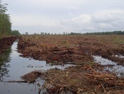 Hutan HLG Londerang Parit Culum Digarap Gunakan Alat Berat Excavator, Izin Operasinya Bagaimana?
