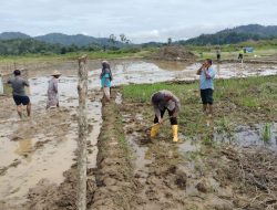 Masyarakat Pangkalan Jambu Sulap Lokasi PETI Menjadi Lahan Pertanian Aktif