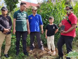 Eko, Mul dan Margespi sebar dan Tanam BLD Musangking RKN di Pandam Gadang dan Koto Tinggi