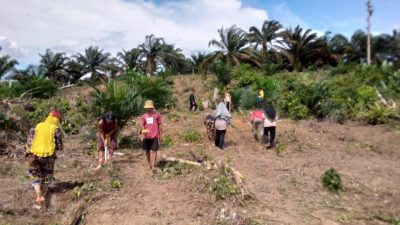 Pengurus dan Anggota Koperasi Mitra Tani Indragiri Lakukan Penanaman Bibit Jagung