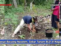 Bacaleg Nasdem, Margespi Sebar dan Tanam BLD Musangking RKN di Nagari Maek