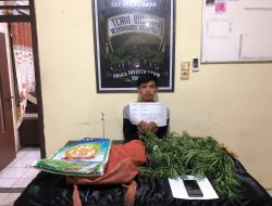 Satresnarkoba Merangin Amankan 1 Orang Terduga Pelaku Narkotika Jenis Ganja