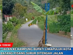 Warga Sungai Naniang Tanam Pisang Ditengah Jalan, Nah, Bupati Limapuluh Kota Pulkam Lewat Mana?